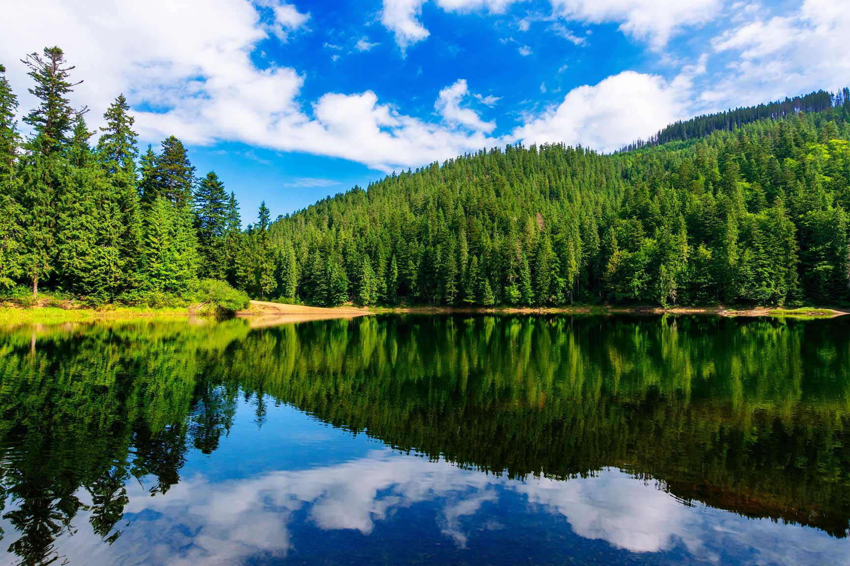A calm lake reflects a dense green forest and blue sky with scattered white clouds, surrounded by tall evergreen trees on a sunny day.
